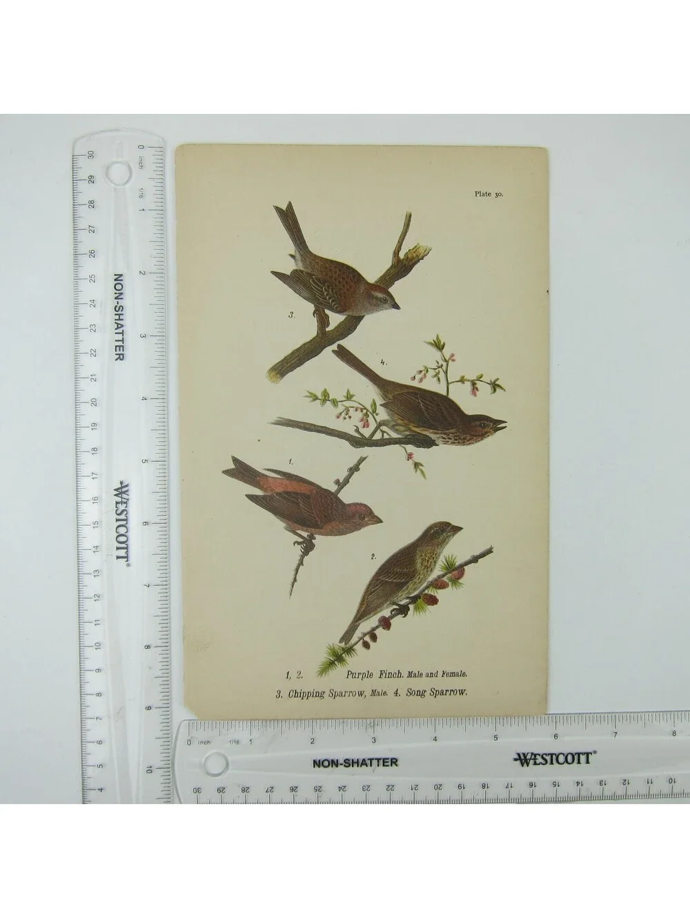 Bird Print After John James Audubon Purple Finch Chipping & Song Sparrow Antique